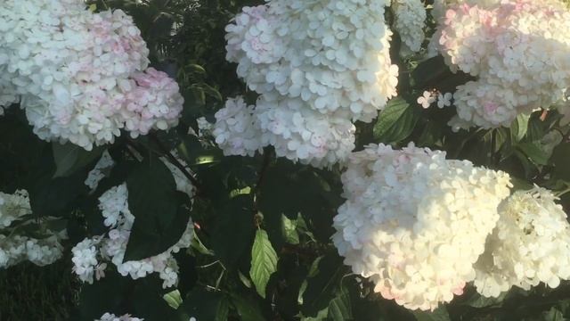 Принцесса сада- гортензия! смотреть онлайн