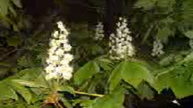 ЦВЕТУТ КАШТАНЫ.3gp смотреть онлайн