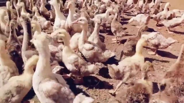 Переводим гусят на улицу