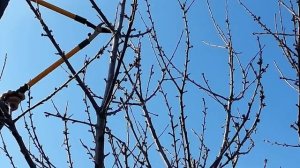 Обрезка взрослой черешни.