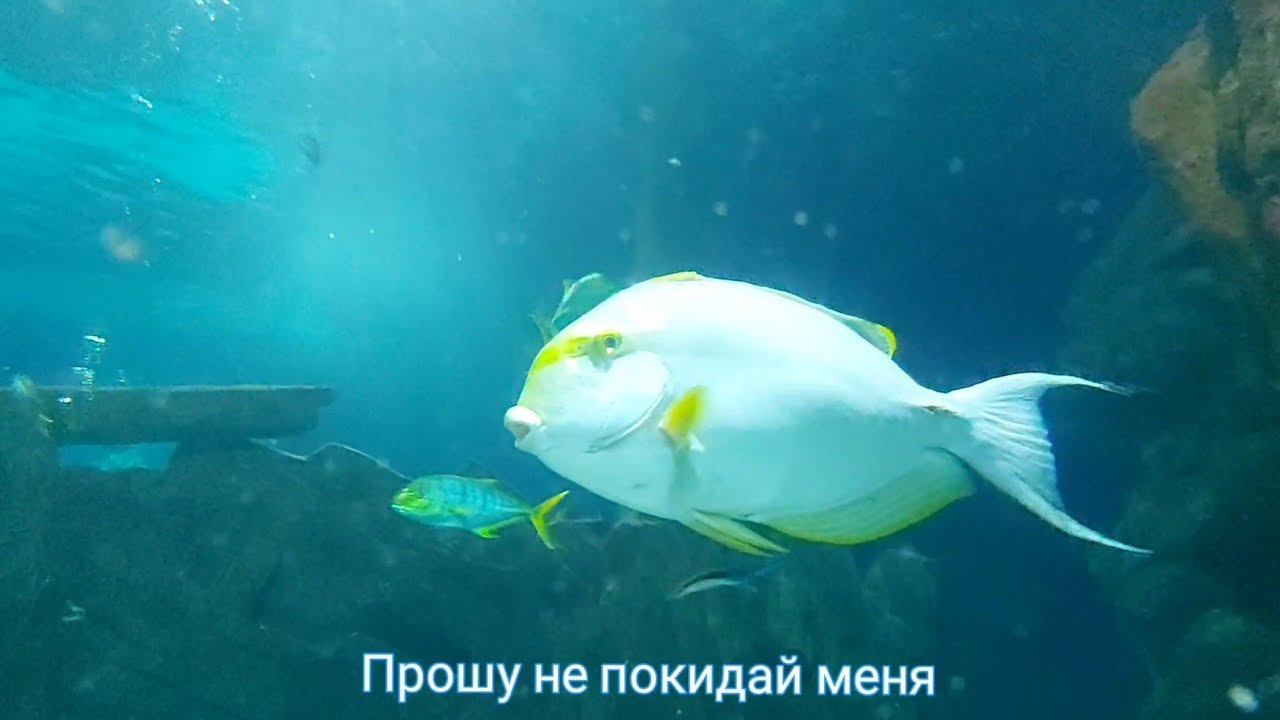 Невероятно трогатальный романс #Поговорисомноюдруг #авторпесен #video #светланаклимовабабичева смотреть онлайн