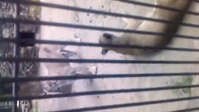 Новосибирский зоопарк,большие кошки,муж и жена.3gp