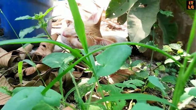Bittu the Cat in Garden | cat whatsapp status | cute cats | short 9 смотреть онлайн