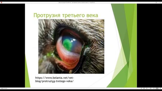 выпадение третьего века / ветеринарная клиника смотреть онлайн