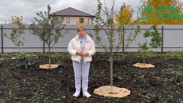 Почему важно побелить деревья осенью! смотреть онлайн