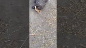 Рубка петуха