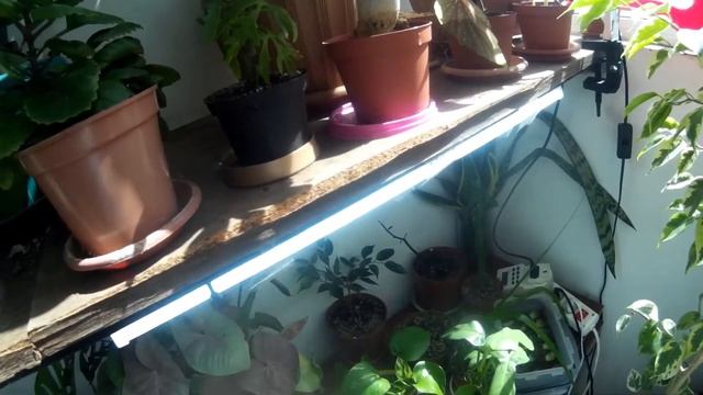 ЦВЕТОЧНЫЙ ВЛОГ | Комнатные растения. Джунгли дома. Полив актарой. Пересадка стрелиции. смотреть онлайн