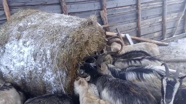 Моё хозяйство/звери едят сено/где кормлю/закат/крики зверей