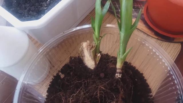 Гузмания (Гусмания) . Как мы впервые самостоятельно отделяем и рассаживаем деток