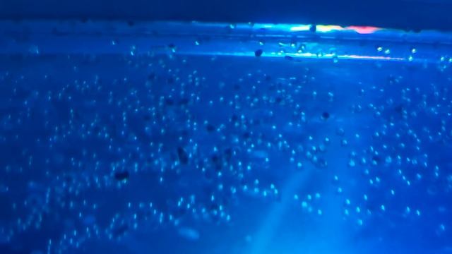 Нерест Тернеции GloFish