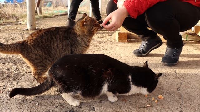 Шашлычные колбаски МУКБАНГ на природе, Кормим котов, Вечерняя пробежка с Натали смотреть онлайн