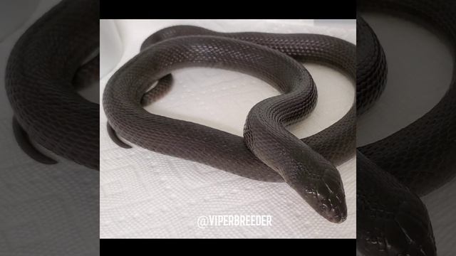 Morgan's desert black cobra. Walterinnesia morgani смотреть онлайн