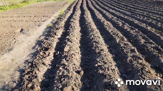 Посадка "ОЗИМОГО" картофеля, без мотоблока мотор сич (Grasshopper)!!! смотреть онлайн