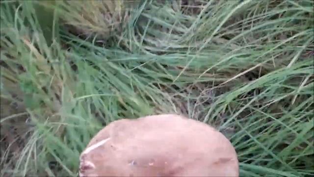 Воскресенский район. Село Осташово. Часть 2 - август 2019 г. смотреть онлайн