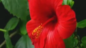 Албанское танго   Песня 60х авт Ю Терещенко  xvid