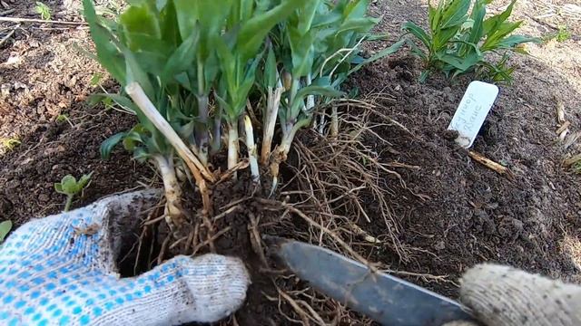 ФЛОКСЫ ВЕСНОЙ/РАЗМНОЖЕНИЕ ФЛОКСОВ/ПОСАДКА ФЛОКСА/ОМОЛОЖЕНИЕ СТАРЫХ КУСТОВ смотреть онлайн