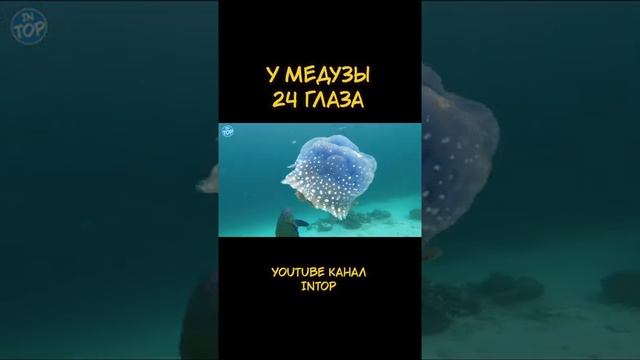 У Медузы 24 Глаза #shorts смотреть онлайн