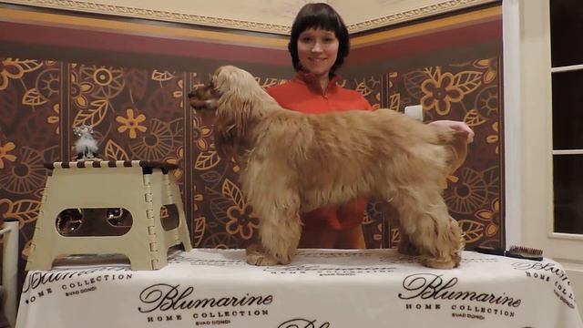 Учимся делать стойку_Английский кокер спаниель смотреть онлайн