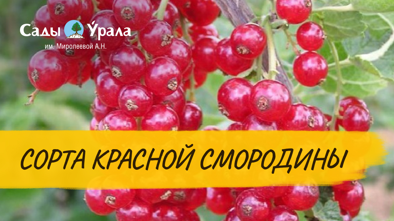 Сорта красной смородины смотреть онлайн