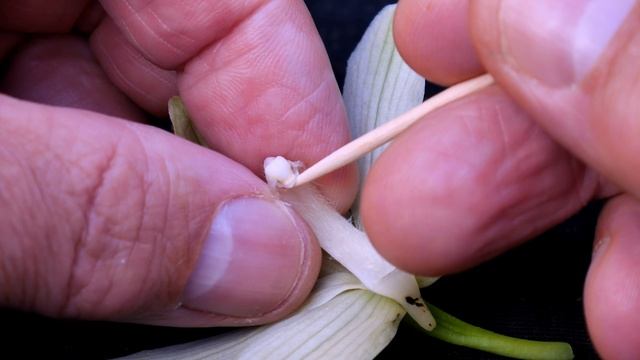 Orchid Flower Structure, and How to Pollinate an Orchid Flower смотреть онлайн