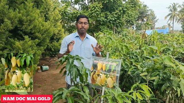 NAM DOCMAI GOLD MANGO FRUIT PLANT | RARE MANGO FRUIT | GOLDEN MANGO | MANGO NURSERY GARDEN смотреть онлайн