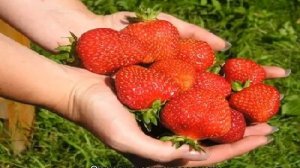 Земляника Лорд — описание сорта