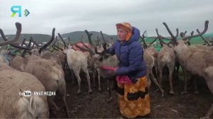 «Ямал медиа» расскажет о быте и образе жизни ижемцев оленеводов