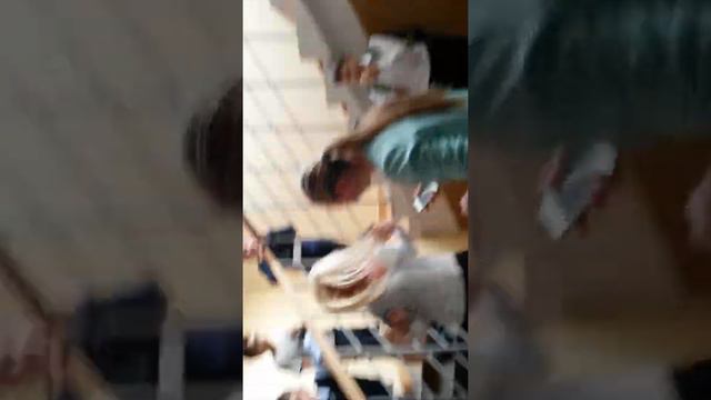 Брачные танцы тюленей смотреть онлайн