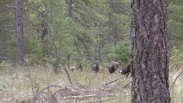 Eddie Salter Talks Turkey Using Multiple Turkey Calls at the Same Time! смотреть онлайн