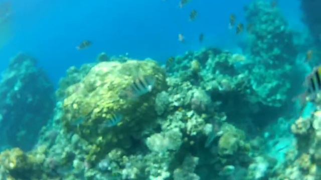 Египет 2012. Sharm el sheikh. рыбки (2) смотреть онлайн