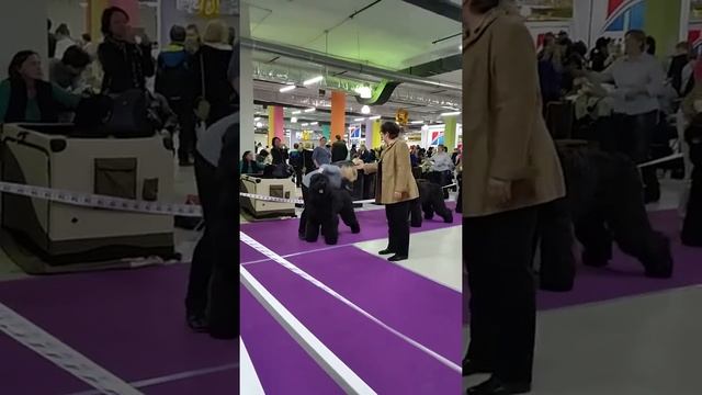 Моно ПК Москва 25.03.2017 Кобели - чемпионы НКП . сравнение на ЛК смотреть онлайн