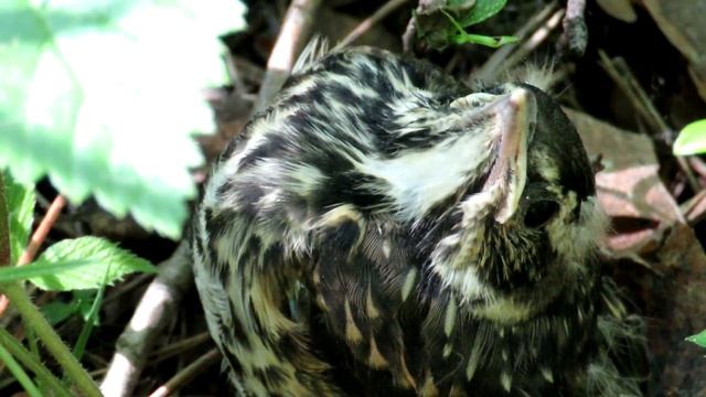 Птенец Дрозда Белобровика, Redwing Bird Chicks смотреть онлайн