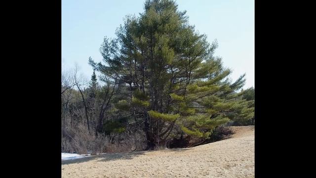 ГРАБ (CARPINUS) сем. Березовые смотреть онлайн