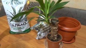 Как пересадить Юкку