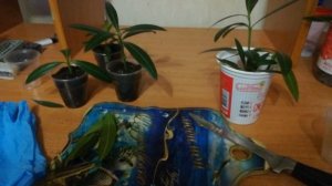 Как размножить олеандр черенками