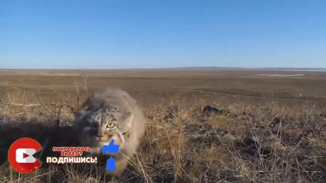 Вечно недовольный, дикий и злой кот Манул смотреть онлайн