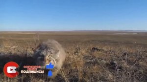 Вечно недовольный, дикий и злой кот Манул