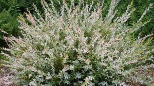 Долголетний кустарник Ива Хакуро Нишики — особенности сорта и правила ухода