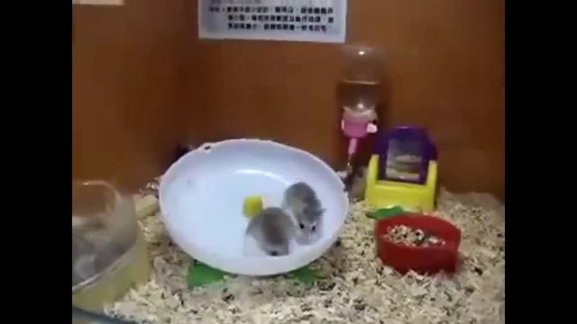 Хомяк и мыши)))) смотреть онлайн