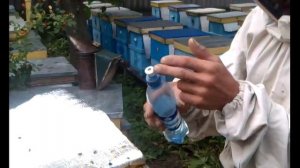 Обрабатываю пчел муравьиной кислотой.