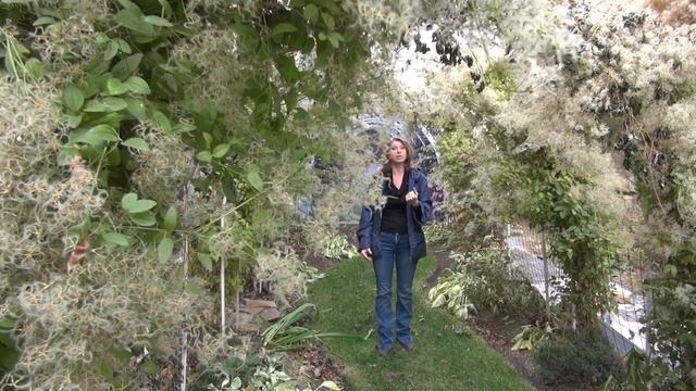 Клематис. Княжики и третья группа клематисов осенью. смотреть онлайн