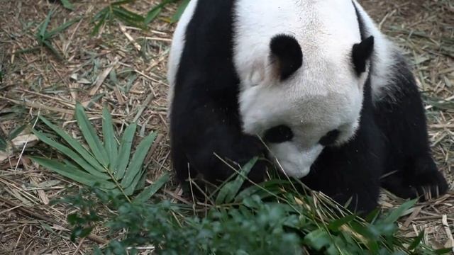 True or False Animal Quiz ?? ANIMAL TRIVIA смотреть онлайн