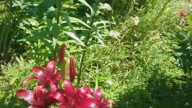 Клематис Президент и Вестерплатте.Цветение лилий, клематисов, лилейника, лихниса. смотреть онлайн
