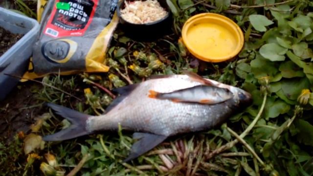 ПАХРА.Подольск фидер рыбалка. смотреть онлайн