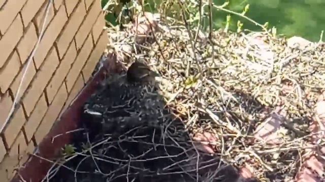 Утка на крыше дома смотреть онлайн