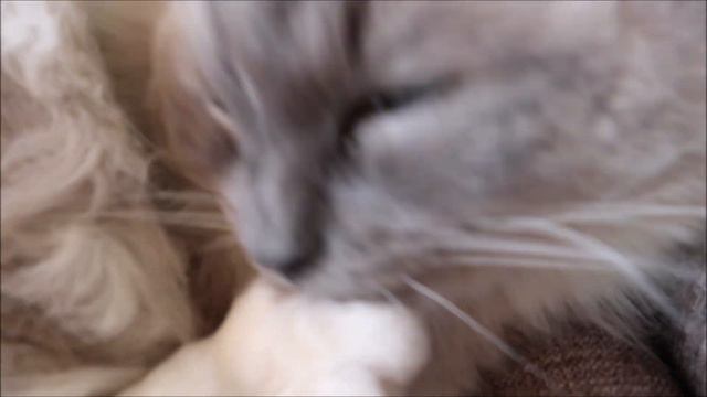 10 Minutes Self-Grooming Ragdoll Cat (Uncut)