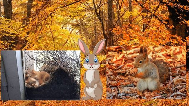 Елена Богоявленская, воспитатель Школы № 1454 "Тимирязевская". Осенние хлопоты животных смотреть онлайн