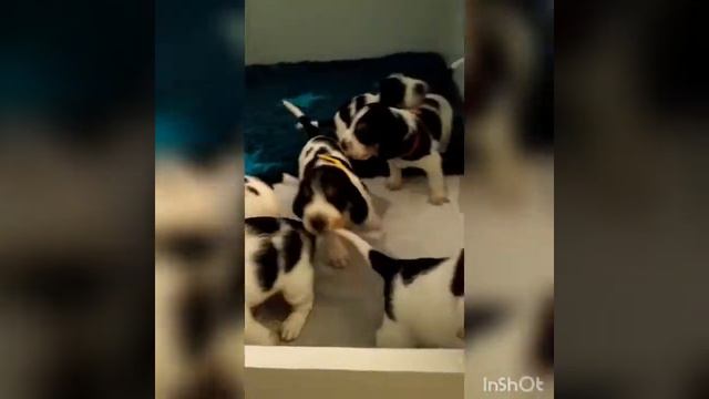 Grand Basset Griffon Vendeen/Большой Вандейский Бассет Грифффон 3 недели смотреть онлайн
