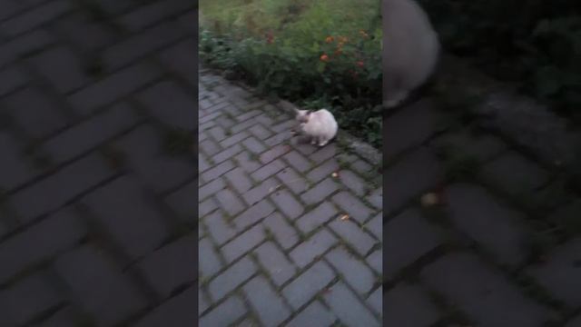 семейство кошачьих :))) смотреть онлайн