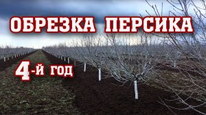 Правильная обрезка персика⧸4-й год после посадки⧸опытный участок